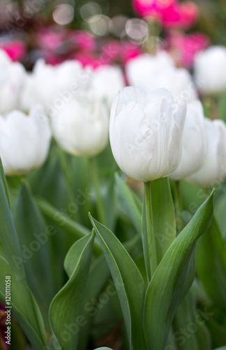 White tulip flower in the garden