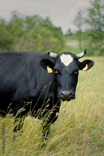 Free Range Cow © bartsadowski