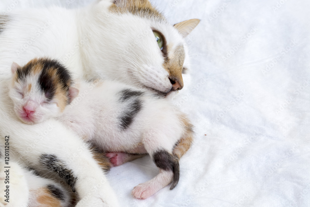 Fototapeta premium Yavru Kedi