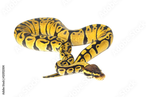 ball python on white background