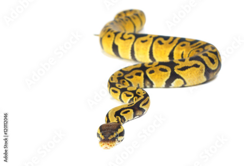 ball python on white background © marine0014