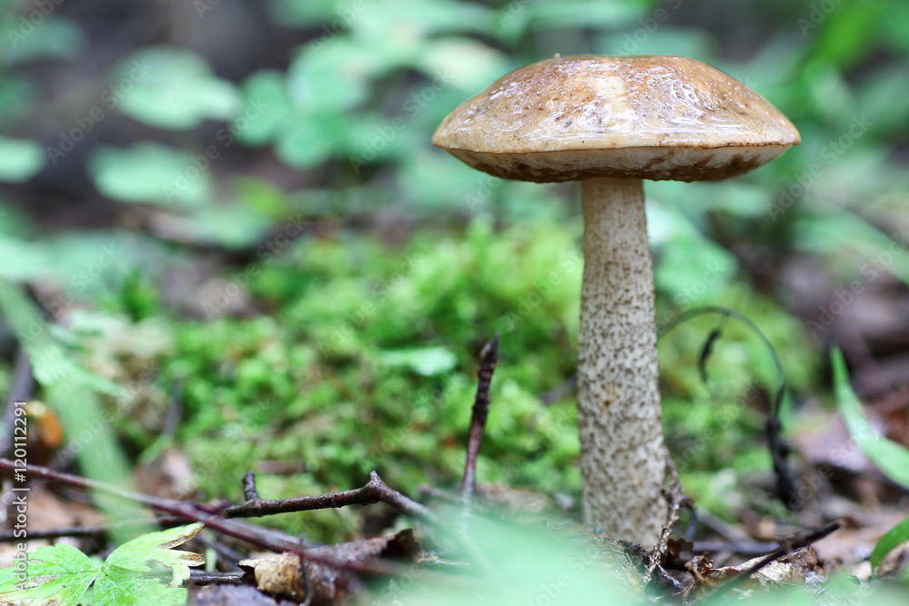 boletus mushroom drop of water boletus mushroom drop of water
