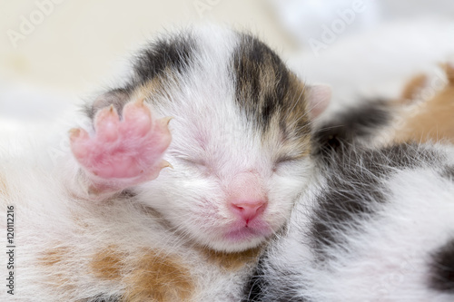 Yavru Kedi