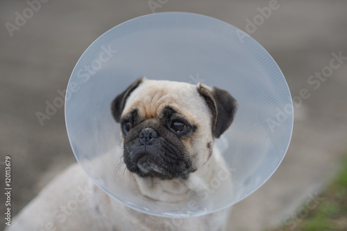 Pug dog while wearing Elizabethan collar in the shape of a cone for protection .