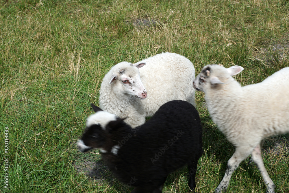 agneaux blancs et noirs