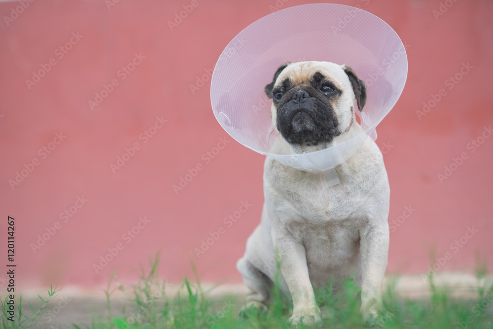 Pug dog while wearing Elizabethan collar in the shape of a cone for protection .