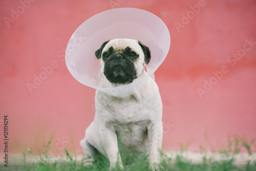 Pug dog while wearing Elizabethan collar in the shape of a cone for protection .