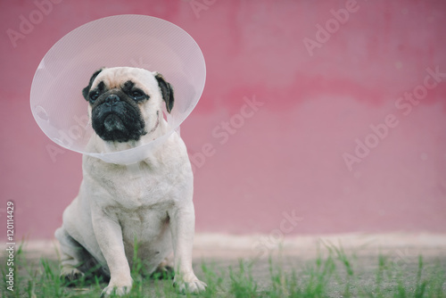 Pug dog while wearing Elizabethan collar in the shape of a cone for protection .
