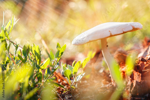 One sunny mushroom