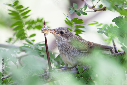 Young shrike pecking insect impaled on a thorn acacia