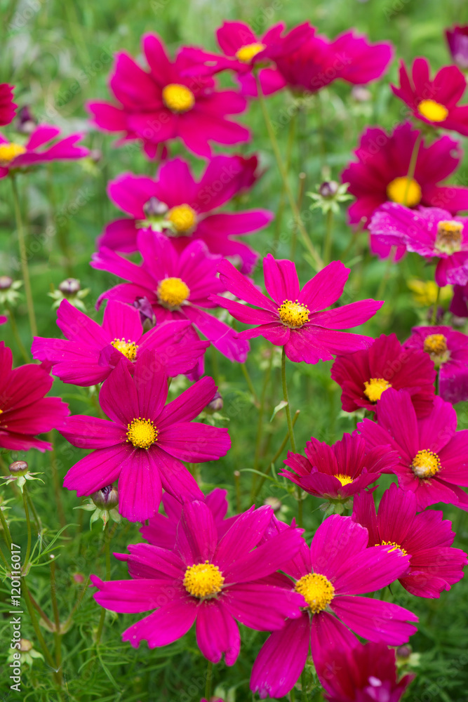 Schmuckkörbchen - Cosmea Schmuckkörbchen - Cosmea