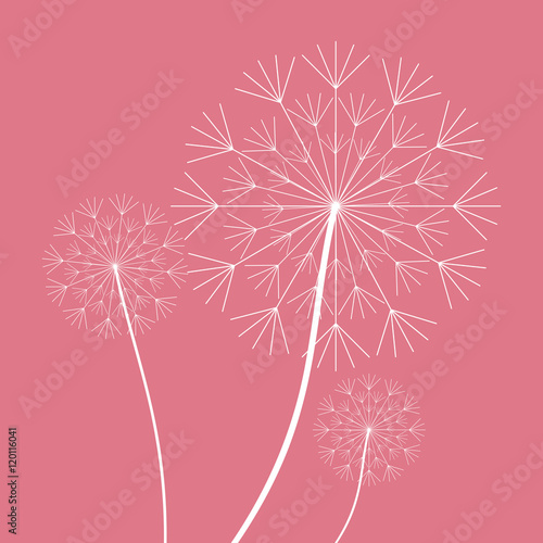 White dandelion icon. Summer seed plant and flower theme. Colorful design. Pink background. Vector illustration