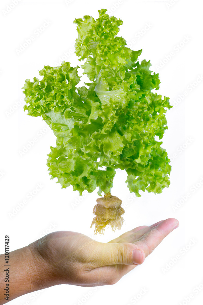 Isolated picture of green oak hydroponic vagetable with a root on a human hand with ligting Isolated picture of green oak hydroponic vagetable with a root on a human hand with ligting