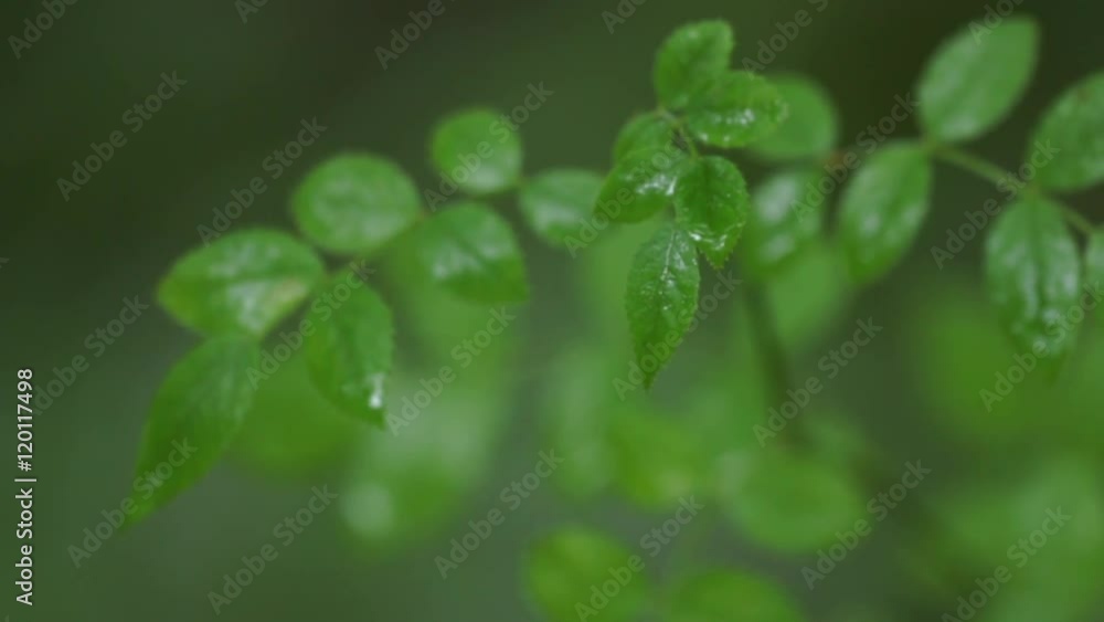 植物、自然、汎用、イメージ、背景素材、樹木、葉っぱ、葉、森、林、森林、癒し、静か、緑、グリーン、落ち葉、枝、滴る、水滴、濡れる、雨、水、光、爽やか、梅雨、木漏れ日、ボケ、揺れる、風、風景、木、背景、緑色、屋外、山、新緑、バックグラウンド、素材、初夏、コピースペース、リラックス、テクスチャ、美しい、クローズアップ、若葉、落葉、さわやか、フレッシュ、穏やか、きれい 植物、自然、汎用、イメージ、背景素材、樹木、葉っぱ、葉、森、林、森林、癒し、静か、緑、グリーン、落ち葉、枝、滴る、水滴、濡れる、雨、水、光、爽やか、梅雨、木漏れ日、ボケ、揺れる、風、風景、木、背景、緑色、屋外、山、新緑、バックグラウンド、素材、初夏、コピースペース、リラックス、テクスチャ、美しい、クローズアップ、若葉、落葉、さわやか、フレッシュ、穏やか、きれい