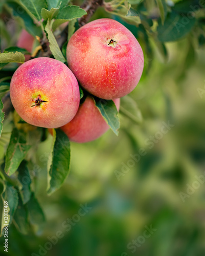 Apple tree with fruits