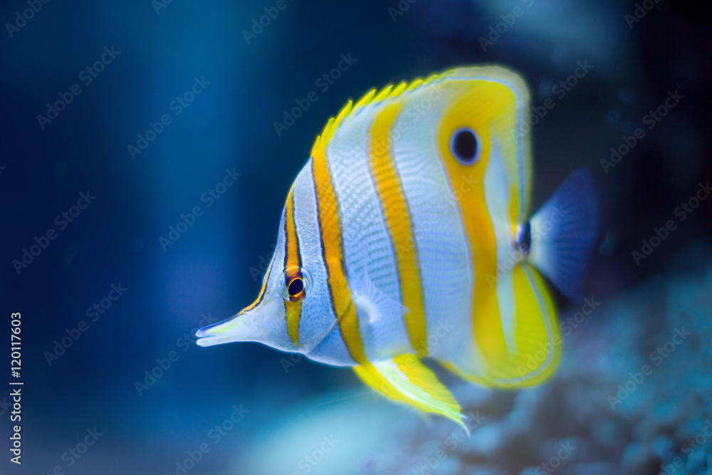 Fototapeta premium Tropical Fish