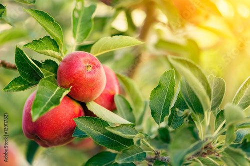 Fototapeta Apple tree with fruits