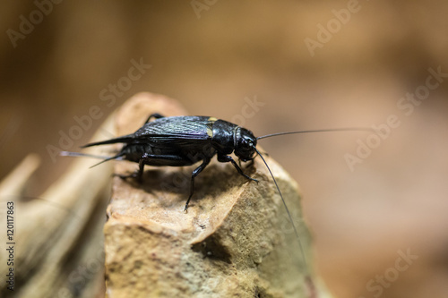 Two-spotted cricket © trancedrumer