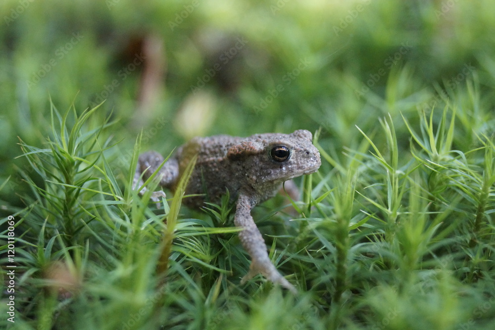Obraz premium Kleiner Frosch im Moos 
