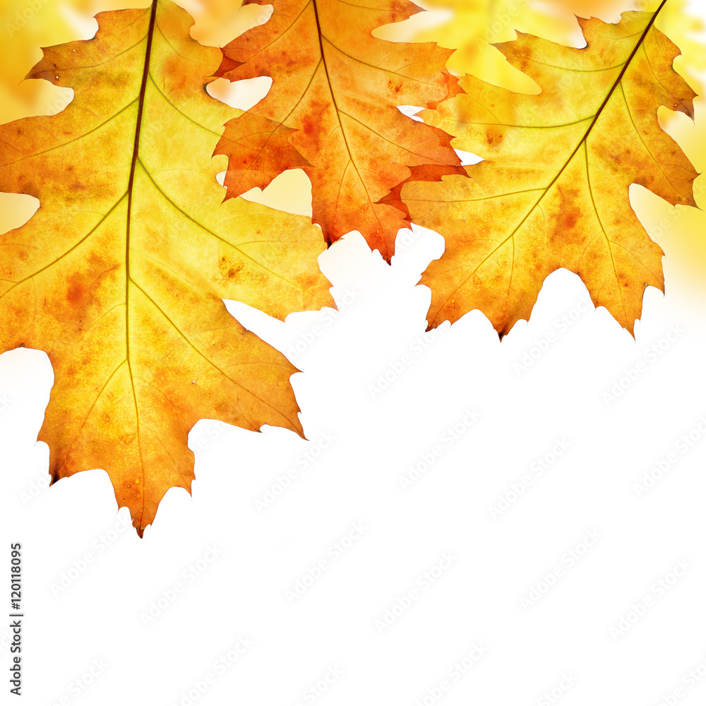 Autumn leaves of oak tree isolated on white background Autumn leaves of oak tree isolated on white background