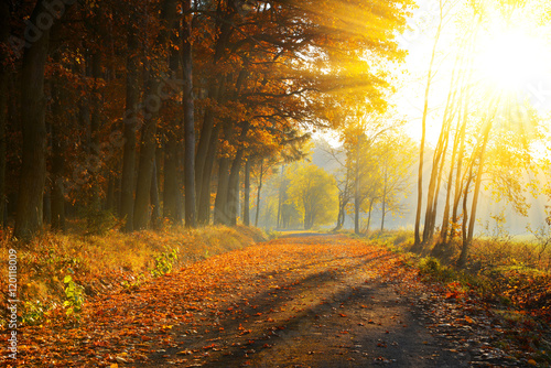 Beautiful Autumnal park. Nature scene with sunlight rays.