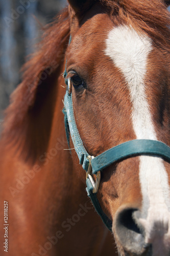 Horse Portrait © bartsadowski