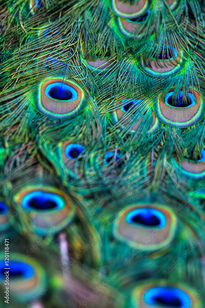 Fototapeta premium Peacock Detail