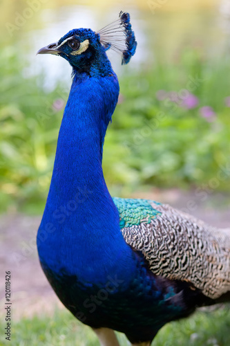 Wallpaper Mural Peacock Torontodigital.ca
