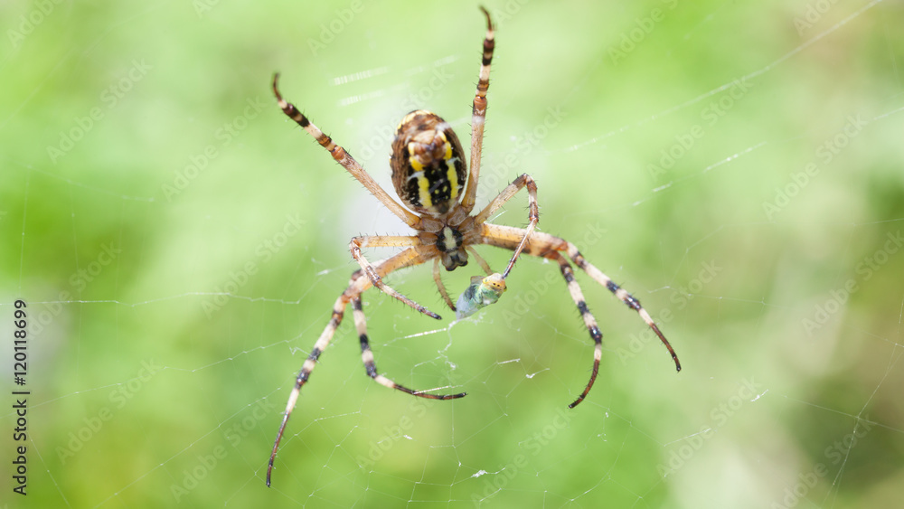 Female Wasp spider (Argiope bruennichi) with prey in the web Female Wasp spider (Argiope bruennichi) with prey in the web