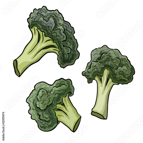 vegetable broccoli closeup isolated on a white background photo