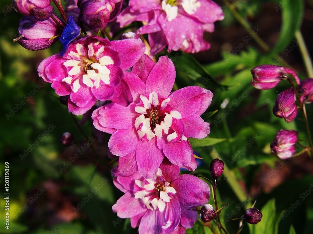 Obraz premium Delphinium (larkspur) 'Magic Fountain Pink' closeup 