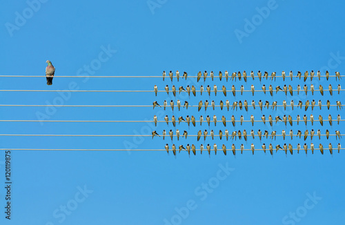     Individuality concept, birds on a wire 