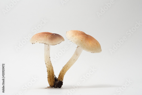 Mushrooms (Hypholoma) on a white background.