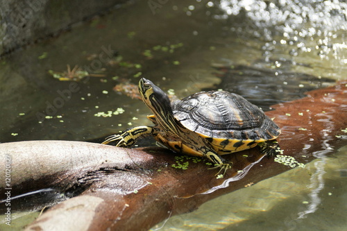 Wallpaper Mural Żółw czerwonolicy Torontodigital.ca