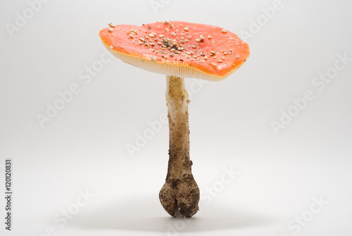 The mushroom (Amanita muscaria) on a white background.