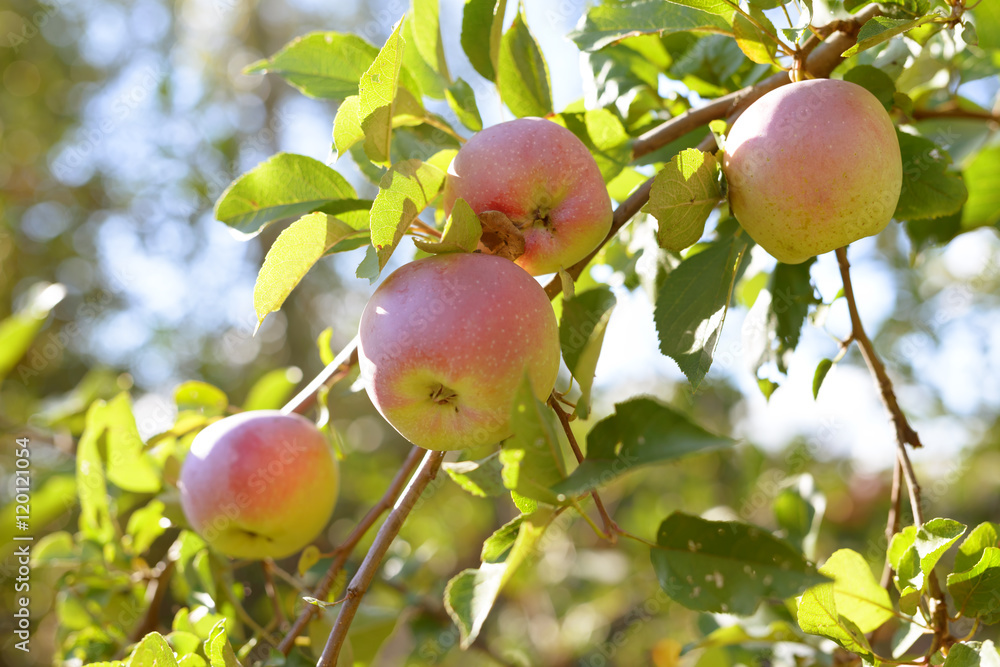 Ripe red,green and yellow apples with leaves on apple tree branch Ripe red,green and yellow apples with leaves on apple tree branch
