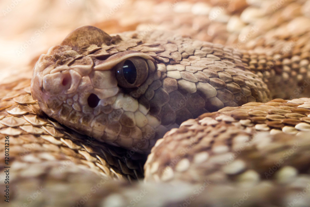 Mojave Rattlesnake Mojave Rattlesnake