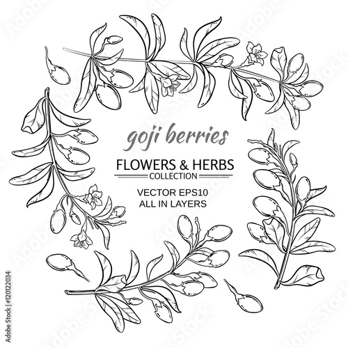 goji berry vector set