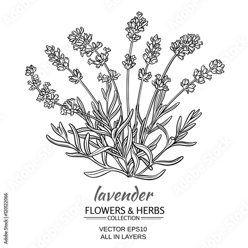 Fototapeta Naklejka Na Ścianę i Meble -  lavender vector illustration