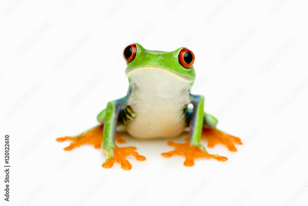 Naklejka premium Green Frog Portrait