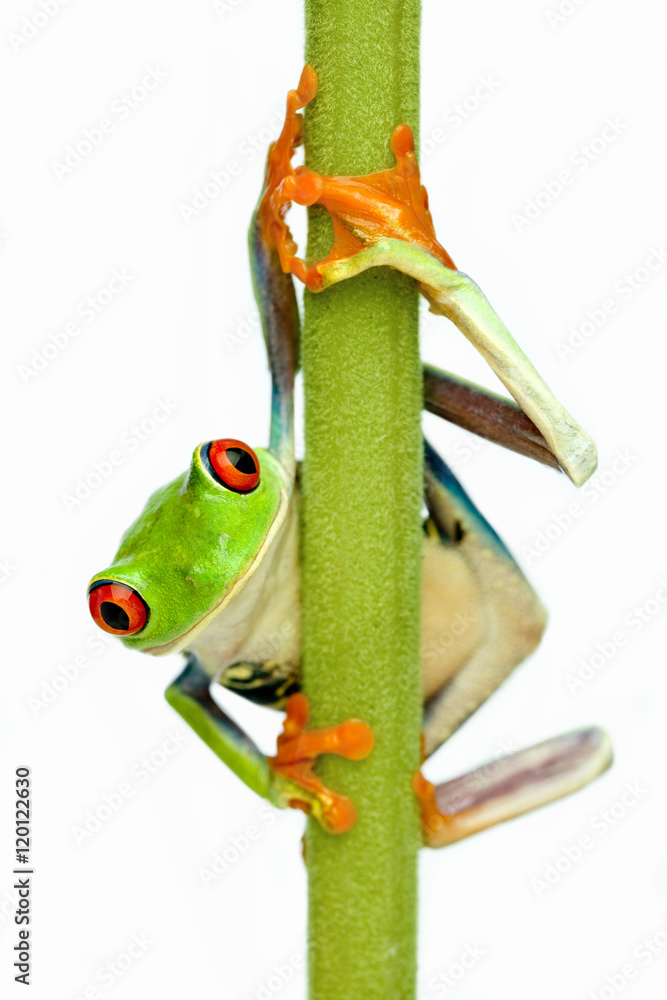 Naklejka premium Green Frog
