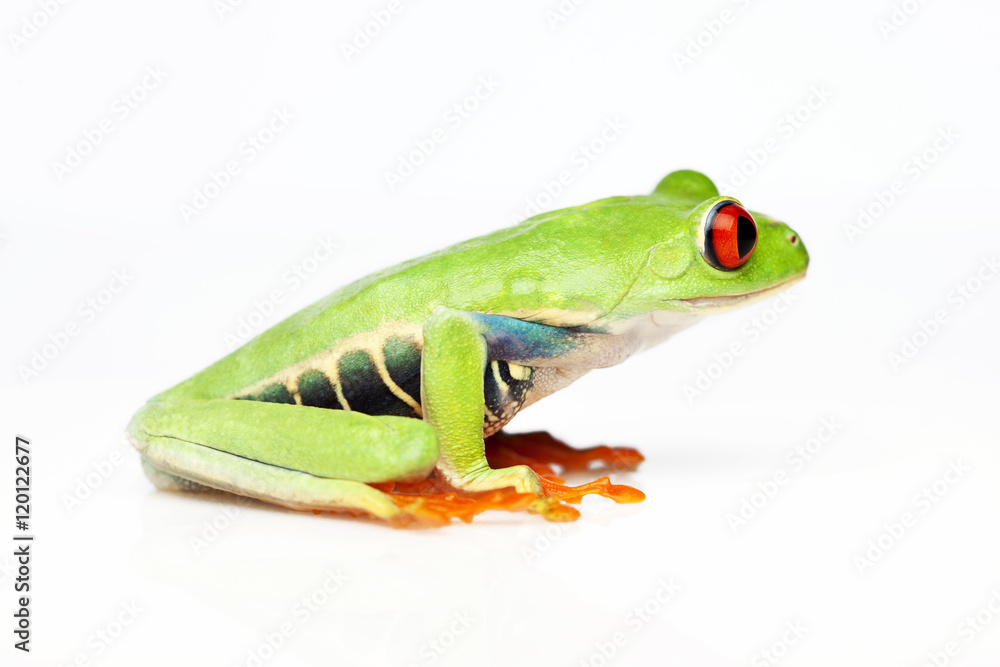 Naklejka premium Frog