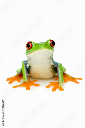 Green Frog Portrait