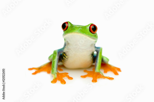Obraz na plátne Green Frog Portrait
