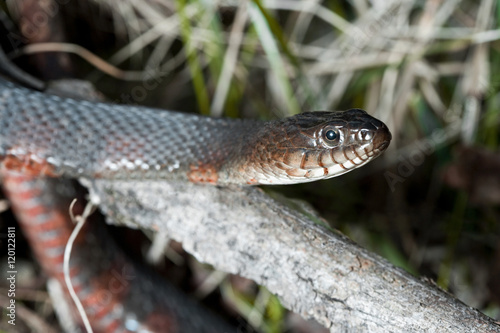 Snake Close up