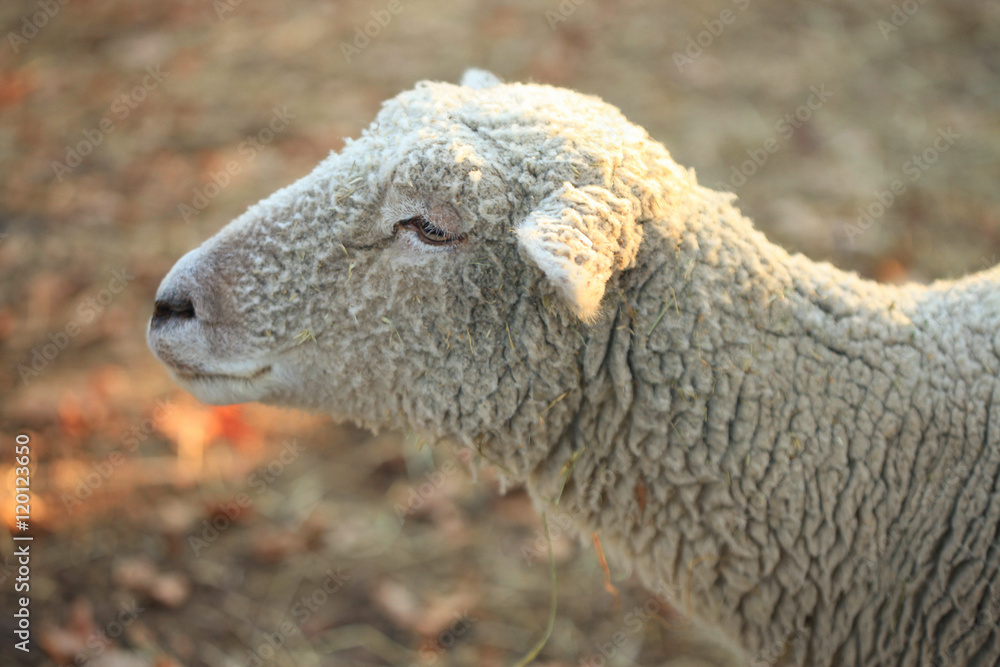 Obraz premium Sheep