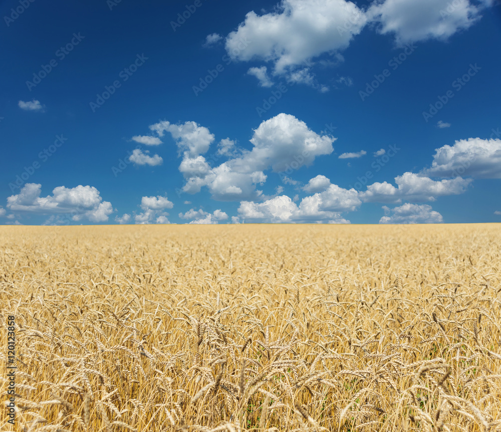 Naklejka premium Field of ripe wheat and sky with clouds