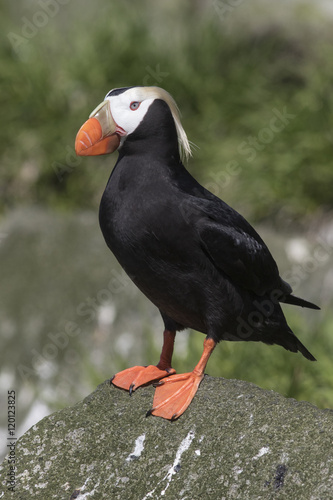 tufted puffin  standing on a rock near the colony summer day
