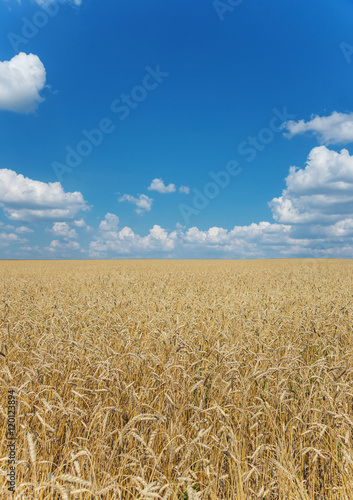 Field of ripe wheat and sky with clouds