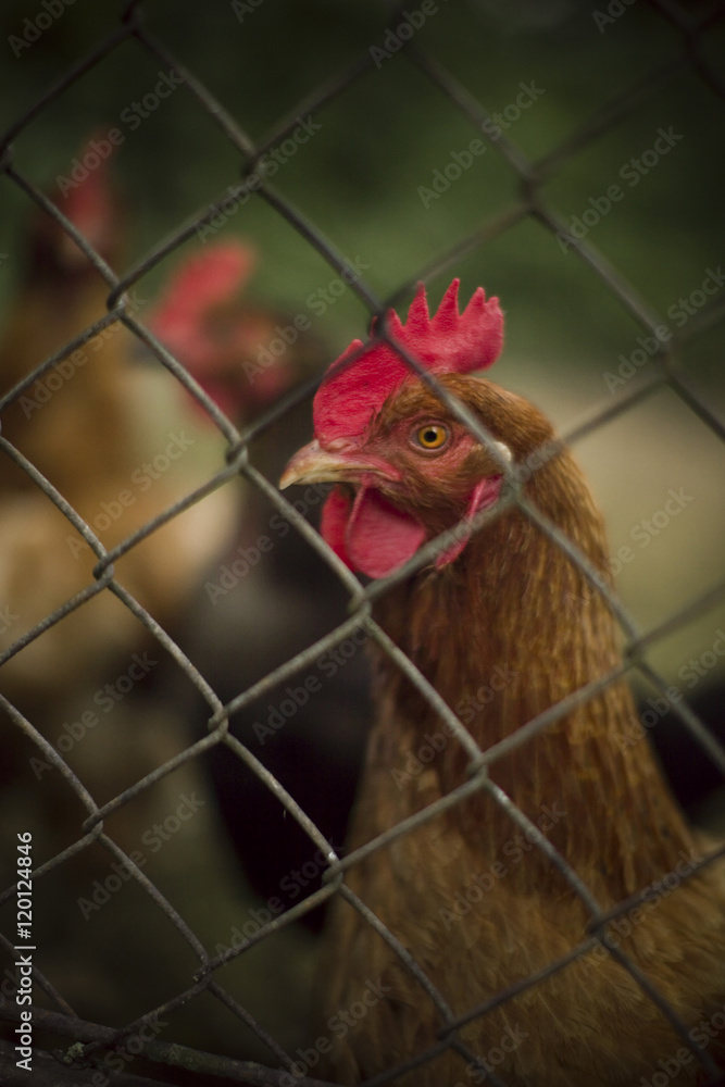 Naklejka premium Live Poultry